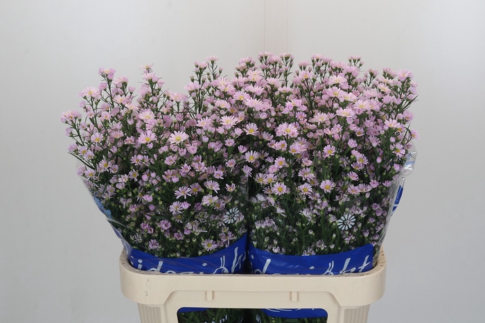 Aster Claudia