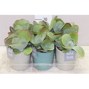 Kalanchoe Thyrsiflora Tess Keramiek