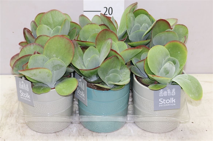 <h4>Kalanchoe Thyrsiflora Tess Keramiek</h4>