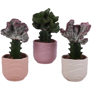 Cactus mix Euphorbia l. Ø12cm in Ø14cm Ceramic SE660