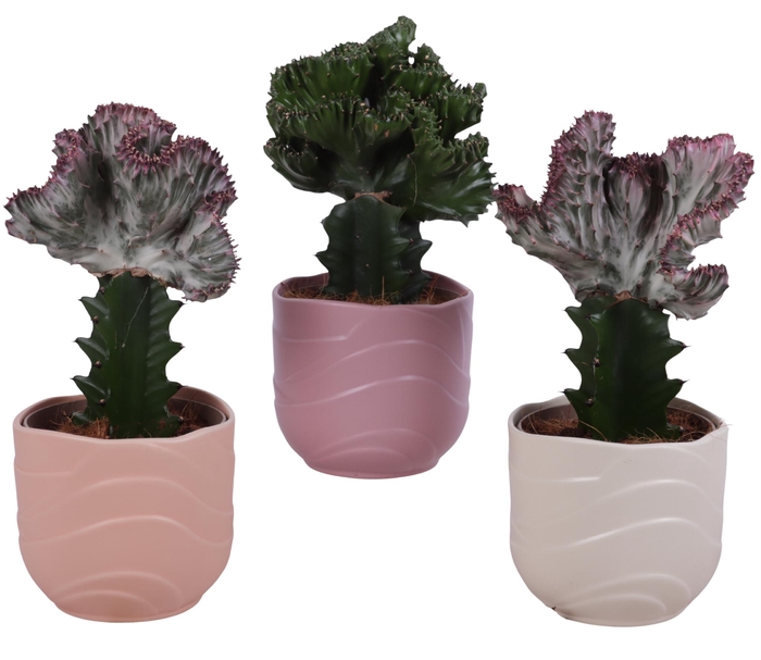 <h4>Cactus mix Euphorbia l. Ø12cm in Ø14cm Ceramic SE660</h4>