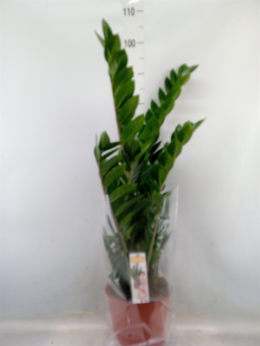 <h4>Zamioculcas zamiifolia</h4>