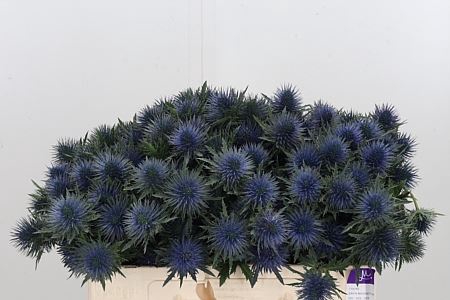 <h4>ERYN MAGNETAR QSTAR</h4>