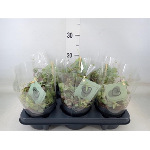 Ceropegia woodii ssp. woodii