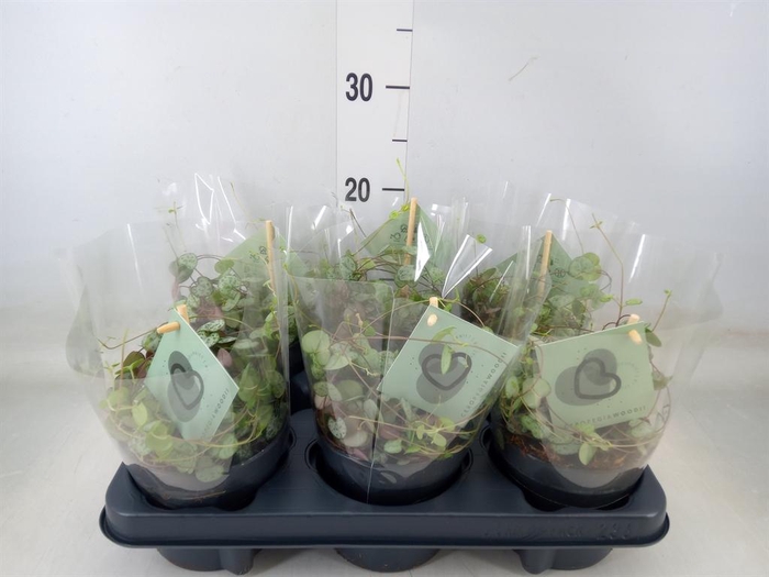 <h4>Ceropegia woodii ssp. woodii</h4>