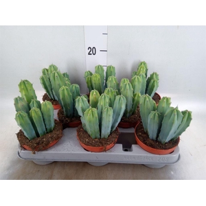 Cereus   ...