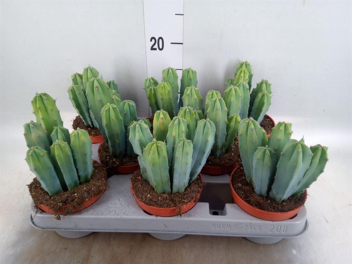 <h4>Cereus   ...</h4>