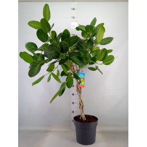Ficus benghalensis