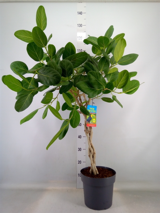 <h4>Ficus benghalensis</h4>