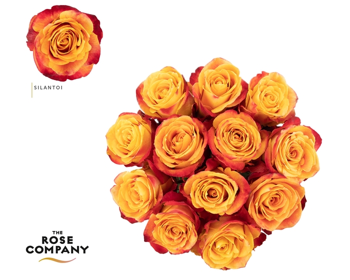 <h4>Rosa Ec Silantoi</h4>