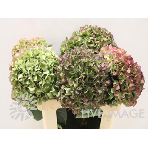 Hydrangea royal pride classic