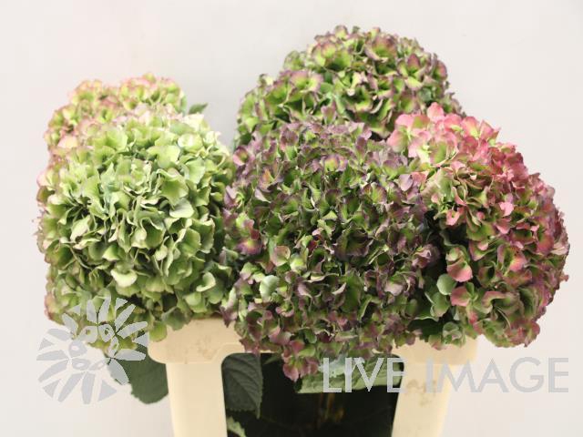 <h4>Hydrangea royal pride classic</h4>
