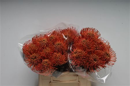 <h4>Leuco Klbh Caramel</h4>