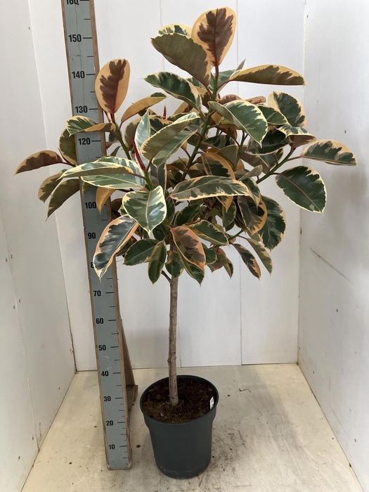 <h4>FIC EL BELIZE</h4>