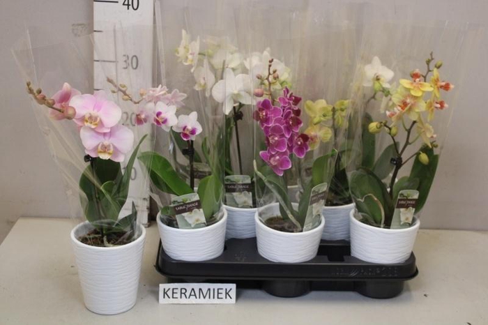 <h4>ARR PHAL 1 TAK</h4>