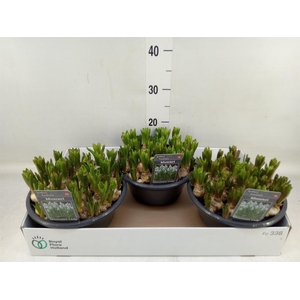 Muscari  'Mountain Lady'