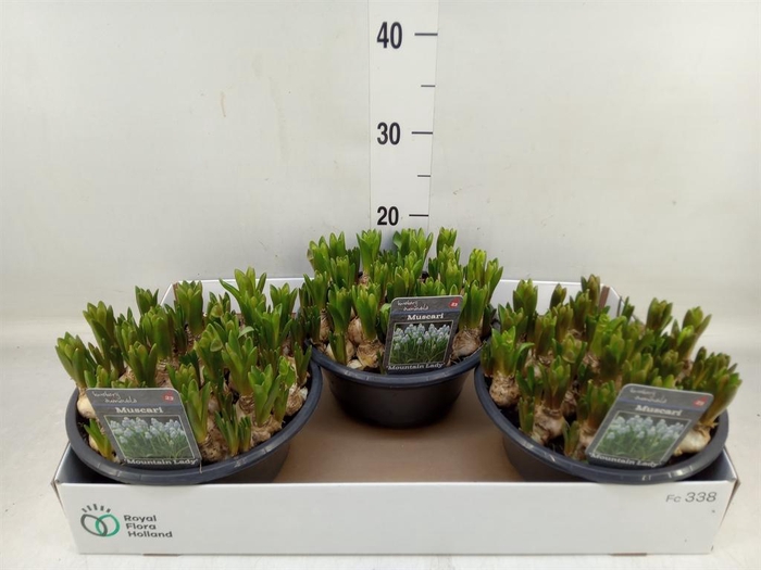 <h4>Muscari  'Mountain Lady'</h4>