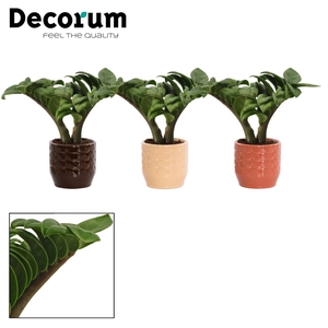 Zamioculcas Zenzi V-leaf 6 cm, 2 veren in Sanne (Nature Love-col