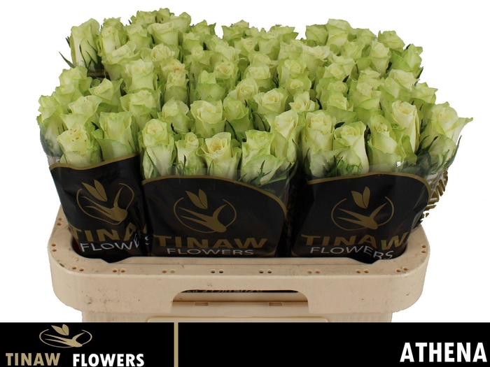 <h4>R GR ATHENA</h4>