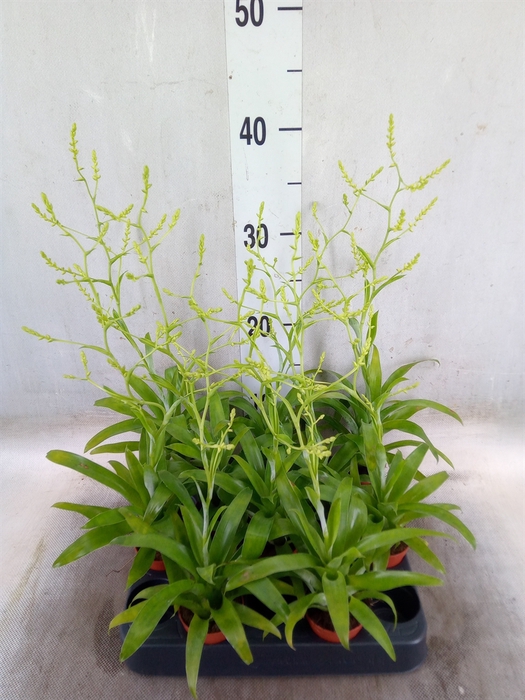 <h4>Catopsis morreniana</h4>