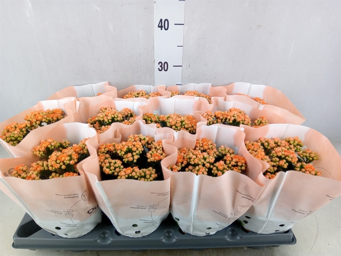 <h4>Kalanchoe   ...</h4>