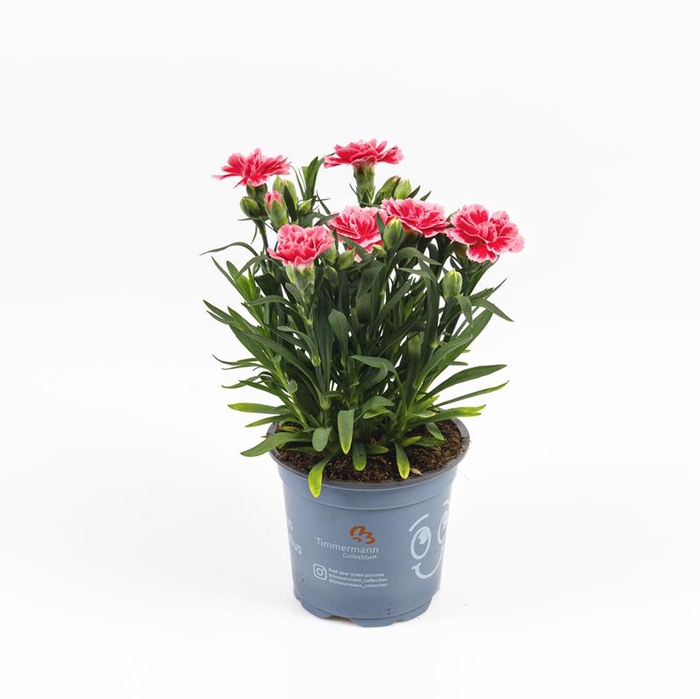 <h4>DIANTHUS CARYOPHYLLUS</h4>