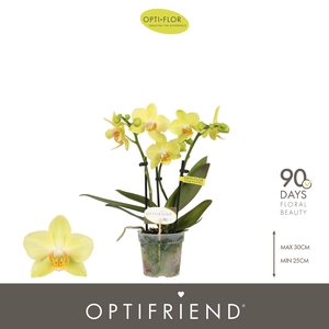 Optifriend Yellow 3 spike