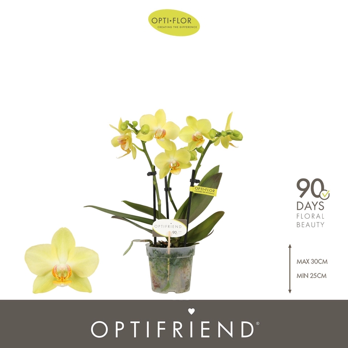 <h4>Optifriend Yellow 3 spike</h4>