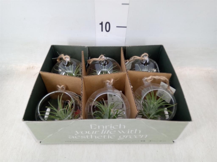 <h4>Arr.  Tillandsia L%</h4>