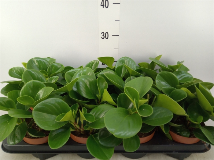 <h4>Peperomia obt. 'Green Gold'</h4>