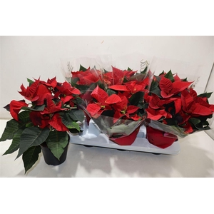 arr8 Euphor P Chr Eve