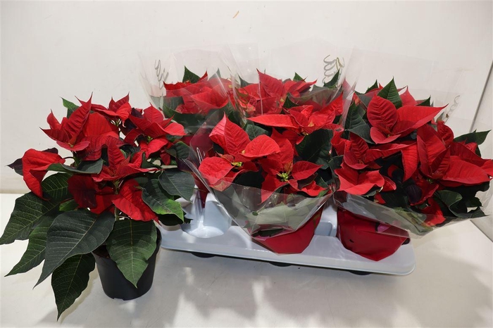 <h4>arr8 Euphor P Chr Eve</h4>