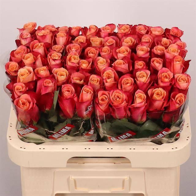 <h4>R GR HELENE</h4>