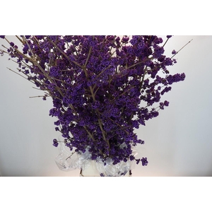 Callicarpa Bodinieri Profusion