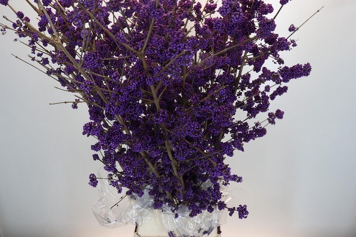 <h4>Callicarpa Bodinieri Profusion</h4>