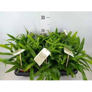 Microsorum diversifolium