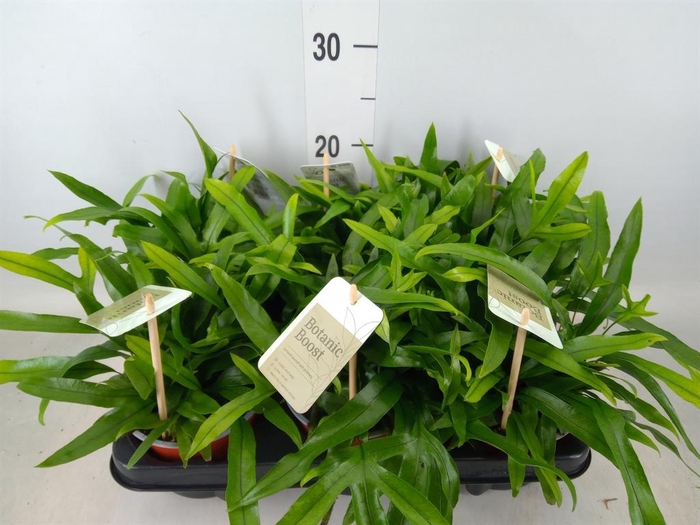 <h4>Microsorum diversifolium</h4>