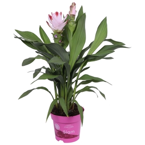 Curcuma alism. 'Siam Salsa'
