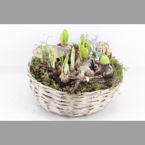 arr4 Bollenmix VL - Mand schaal L x2