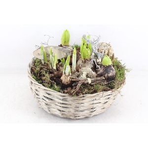 arr4 Bollenmix VL - Mand schaal L x2