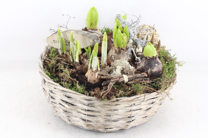 <h4>arr4 Bollenmix VL - Mand schaal L x2</h4>