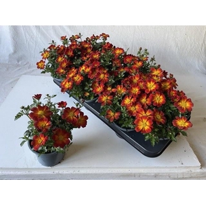 BID BEED PAINTED RED