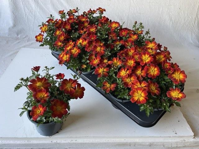 <h4>BID BEED PAINTED RED</h4>