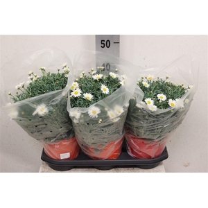 Argyranthemum frutescens Stella 2000