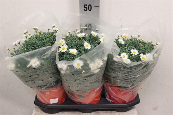 <h4>Argyranthemum frutescens Stella 2000</h4>
