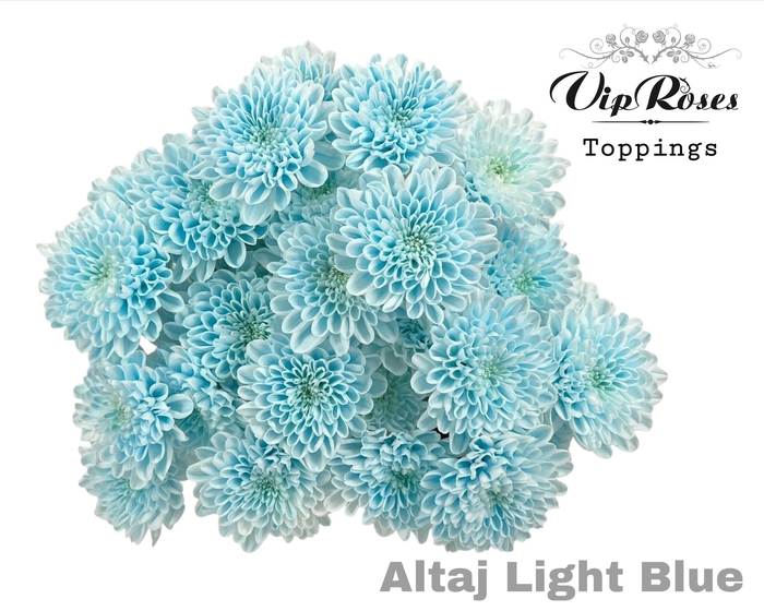 <h4>CHR T ALTAJ LIGHT BLUE</h4>