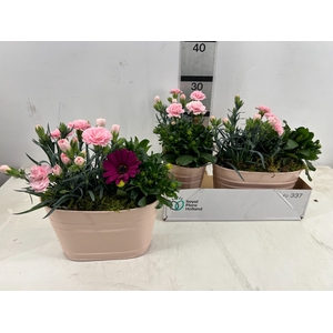 ARR TUINPLANTEN