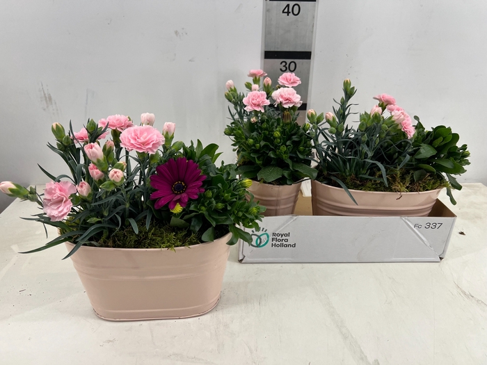 <h4>ARR TUINPLANTEN</h4>