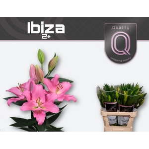 LI OR IBIZA