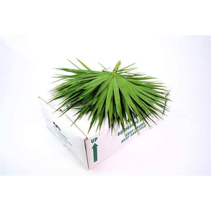 PALMETTO X 20